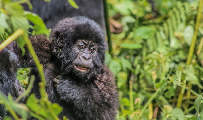 A 2-Day Gorilla Trekking Adventure in Uganda