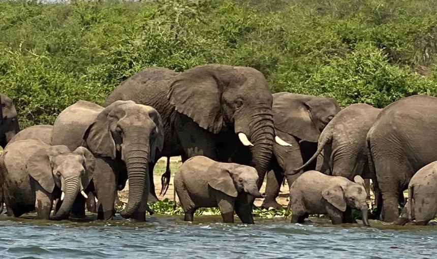 Exploring the Wonders of Uganda: A Safari Adventure