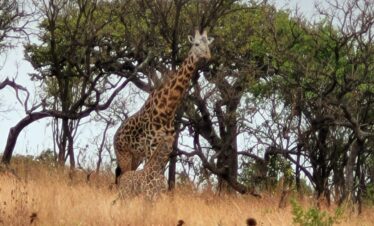 Giraffe