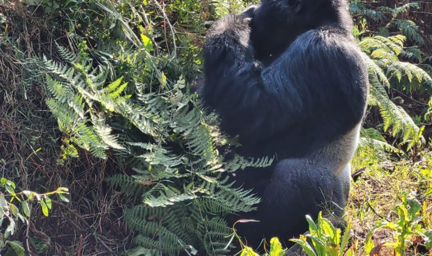 1 Day of Gorilla Trekking in Rwanda