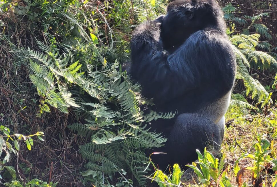 Mountain Gorilla silver Back