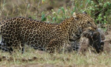 Leopard