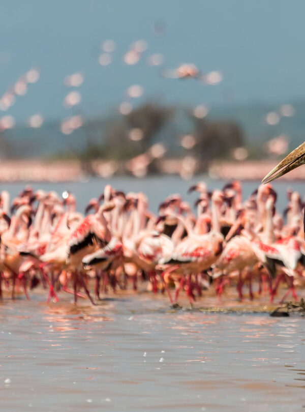 lake Naivasha. Kenya Safaris