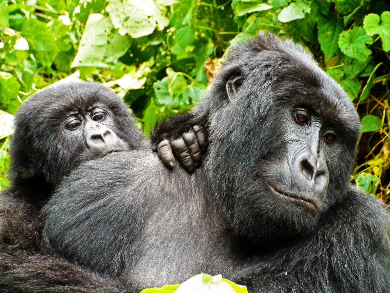Mountain Gorillas
