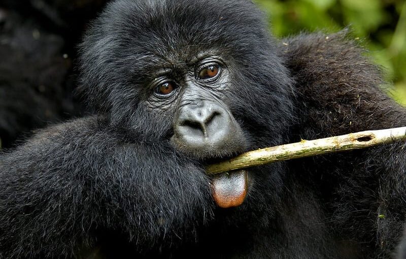 Exploring the Heart of the Jungle: A 2-Day Gorilla Trekking Adventure in Uganda