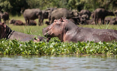 hippopotame.