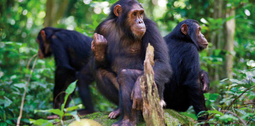 chimps-of-the-nyungwe-forest-