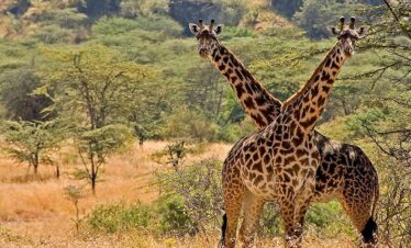 Giraffe